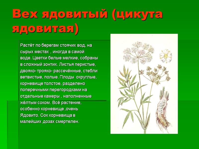 Вех ядовитый (цикута ядовитая) Растёт по берегам стоячих вод, на сырых местах , иногда